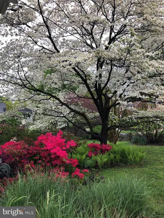 a picture of flowers