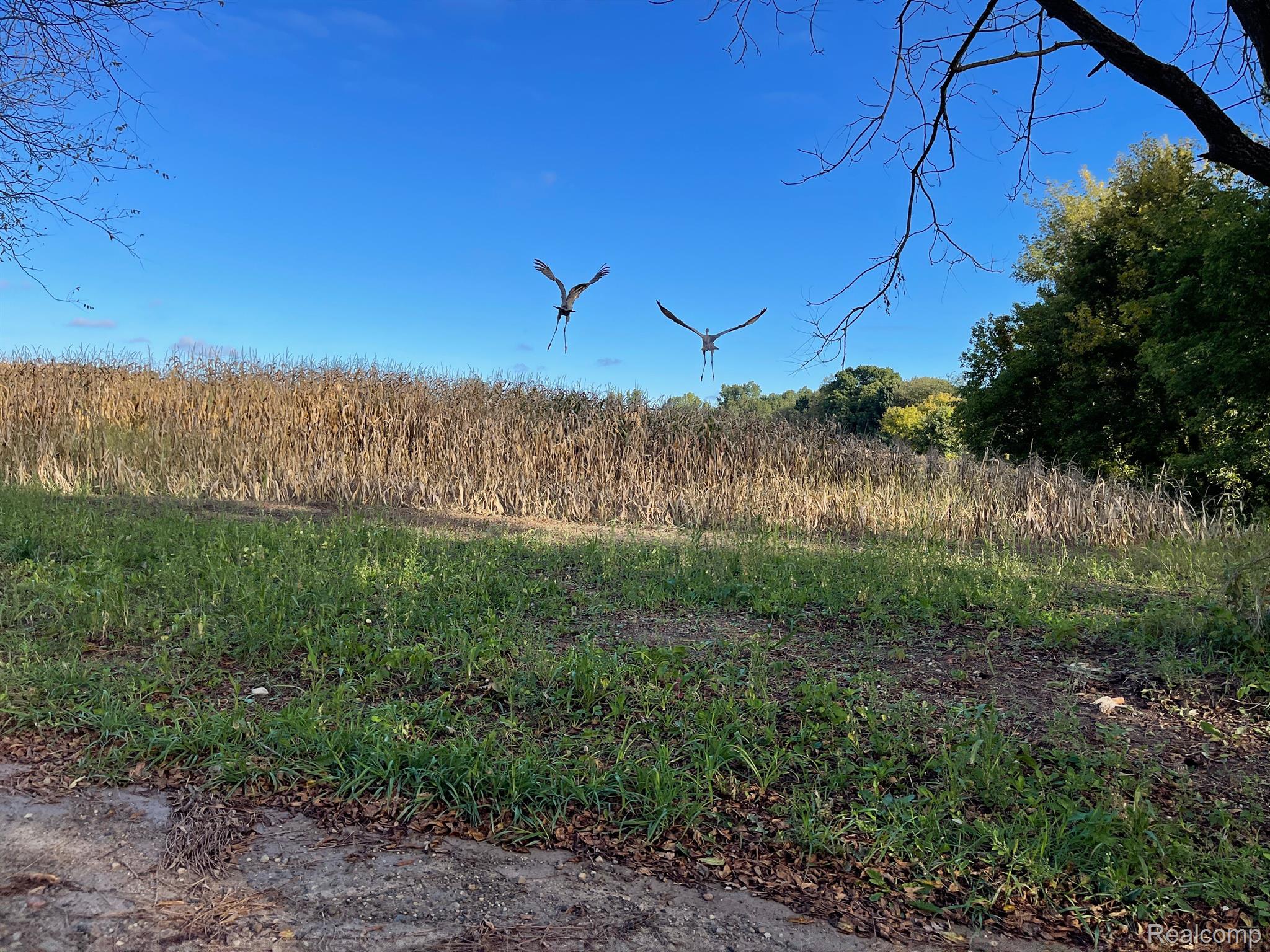 3105 McKail Road Romeo, MI 48065 - Photo 8 of 58 Wild Life