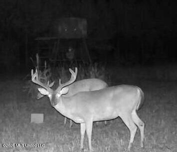 1359 Loring Rd Exd Camden, MS 39045 - Photo 6 of 91 Image-1 2