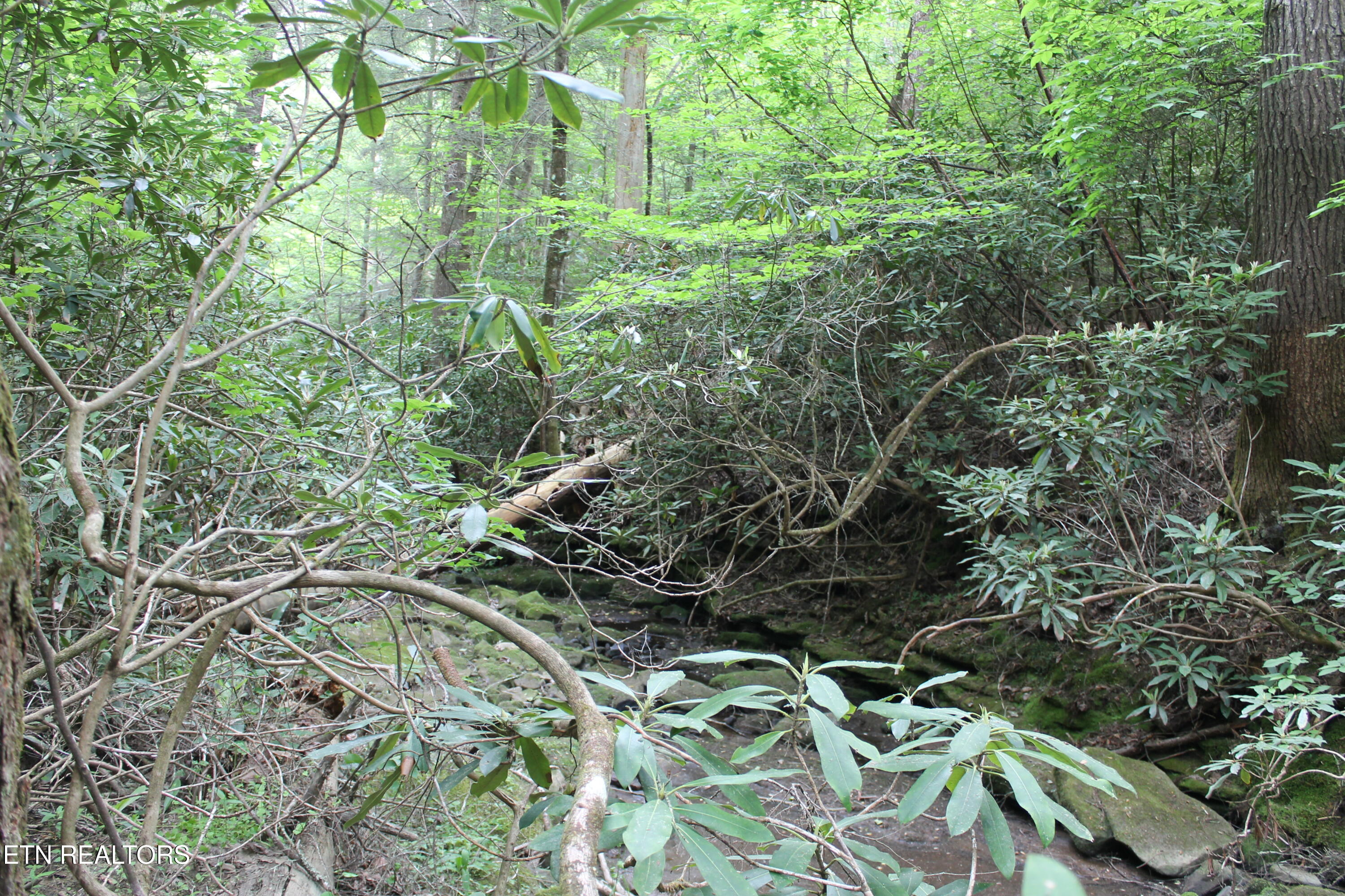 232 Wright Cemetery Road Allardt, TN 38504 - Photo 33 of 39 IMG_8071