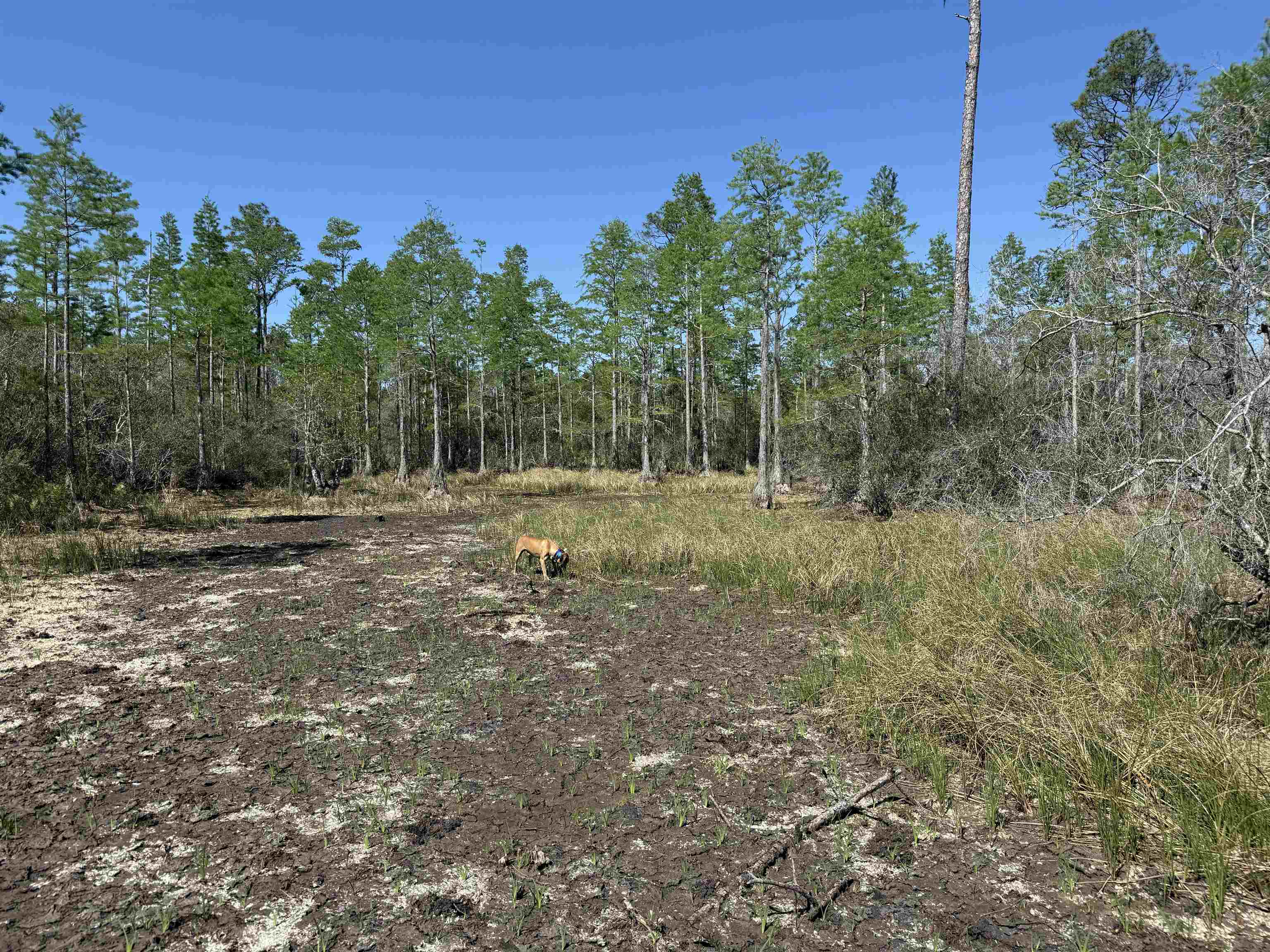 0 Madison Main Line Road Perry, FL 32347 - Photo 48 of 50