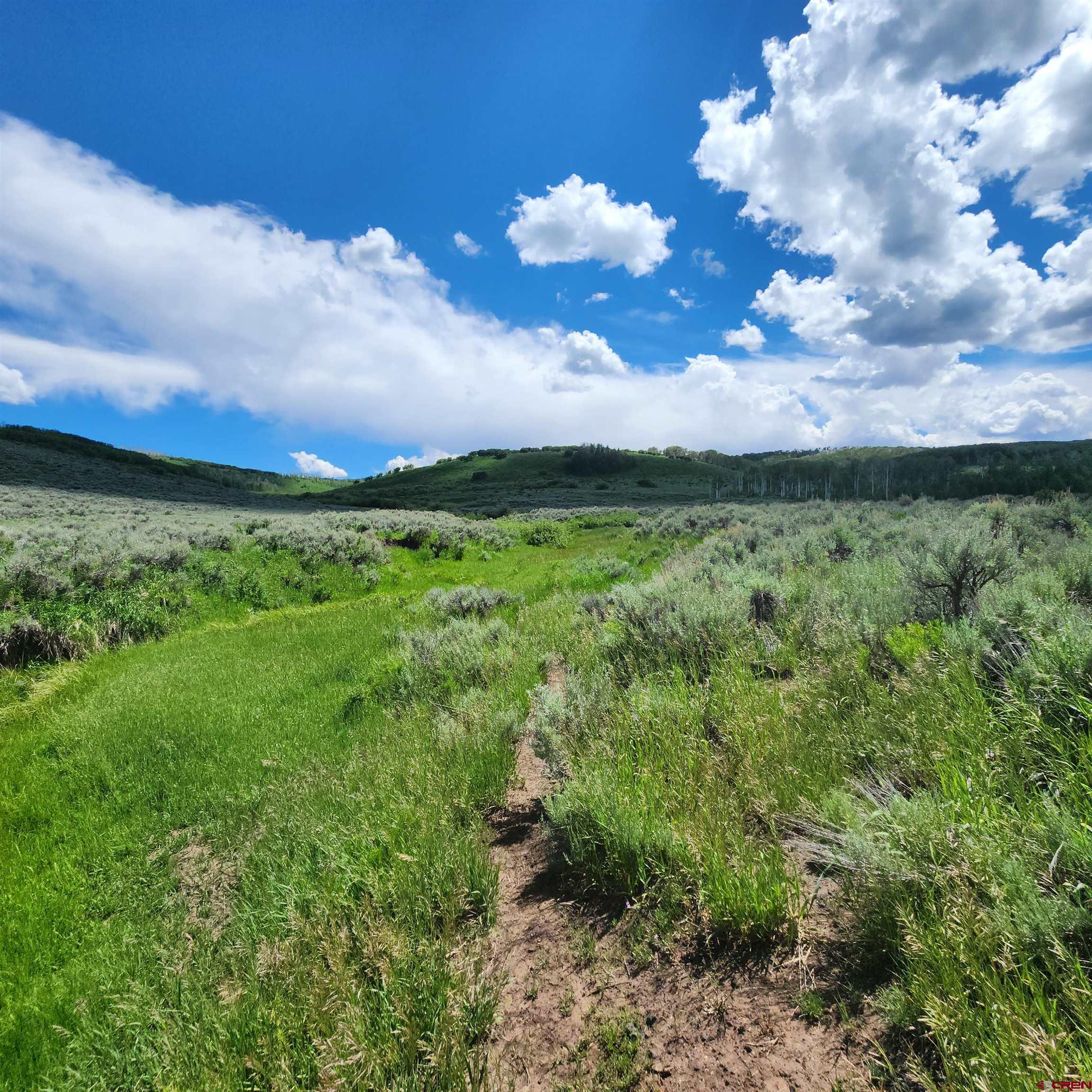Parcel 1-2 Zs Road Whitewater, CO 81527 - Photo 4 of 27 a view of a bunch of trees