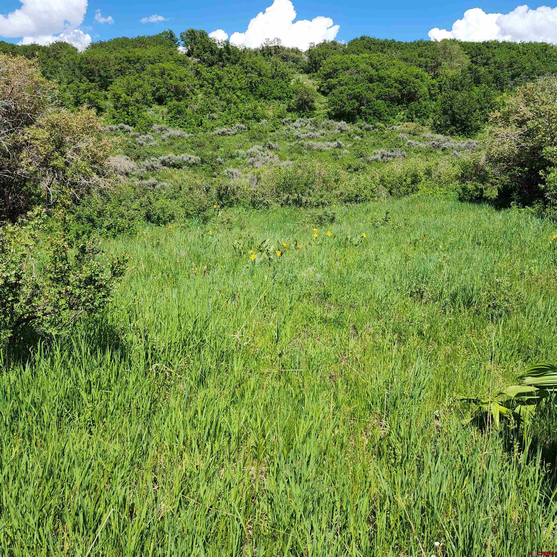 Parcel 1-2 Zs Road Whitewater, CO 81527 - Photo 6 of 27 a view of a lush green forest with trees in the background