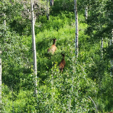a view of a lush green forest