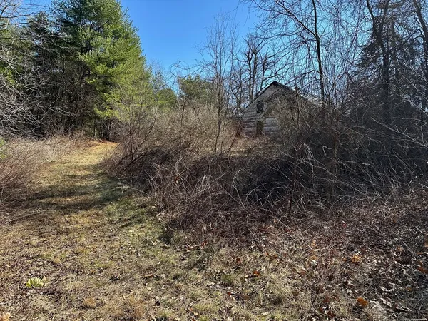 a view of a forest with trees