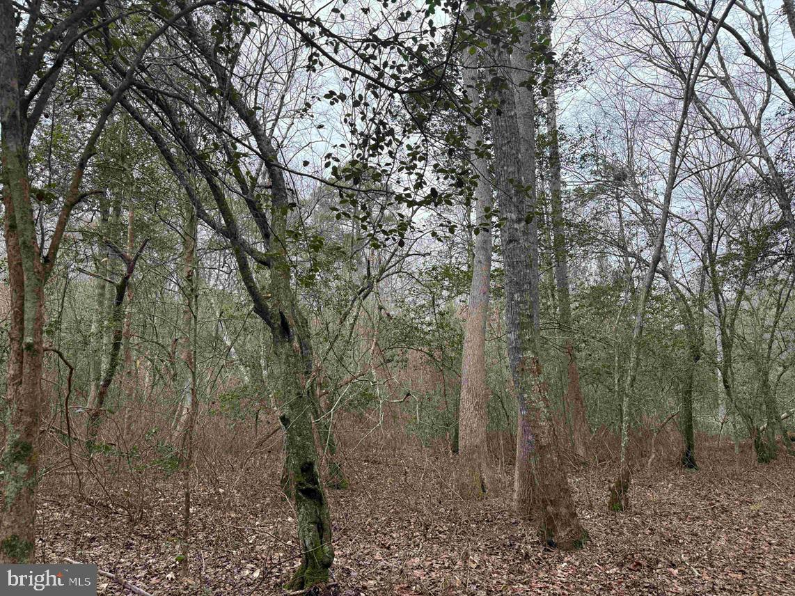 Pollards Lane St. Stephens Church, VA 23148 - Photo 13 of 19 a view of a forest filled with trees