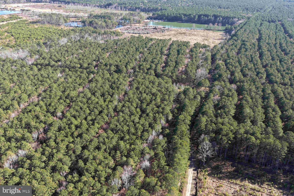 Pollards Lane St. Stephens Church, VA 23148 - Photo 19 of 19 a view of a forest with a tree