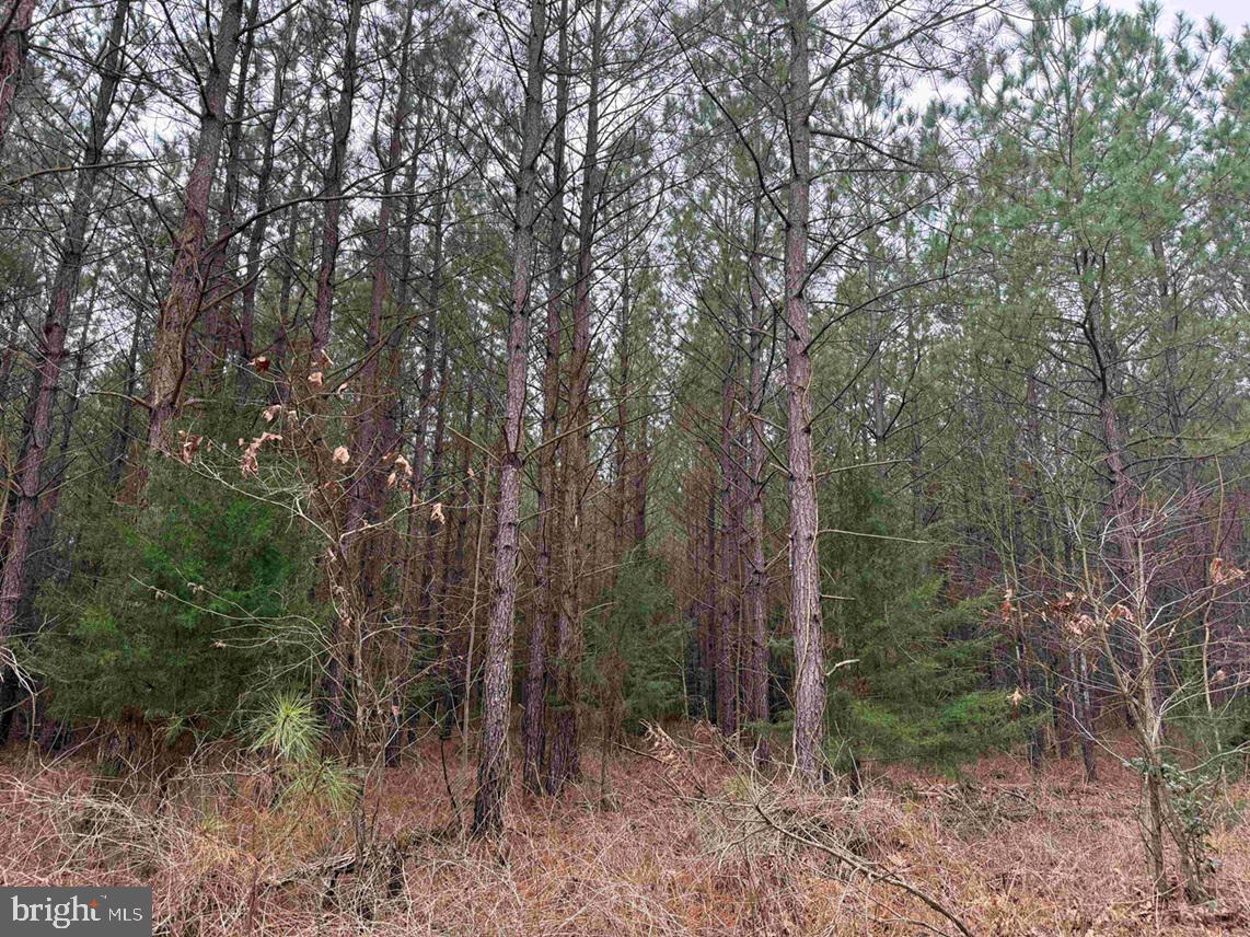 Pollards Lane St. Stephens Church, VA 23148 - Photo 4 of 19 a view of forest