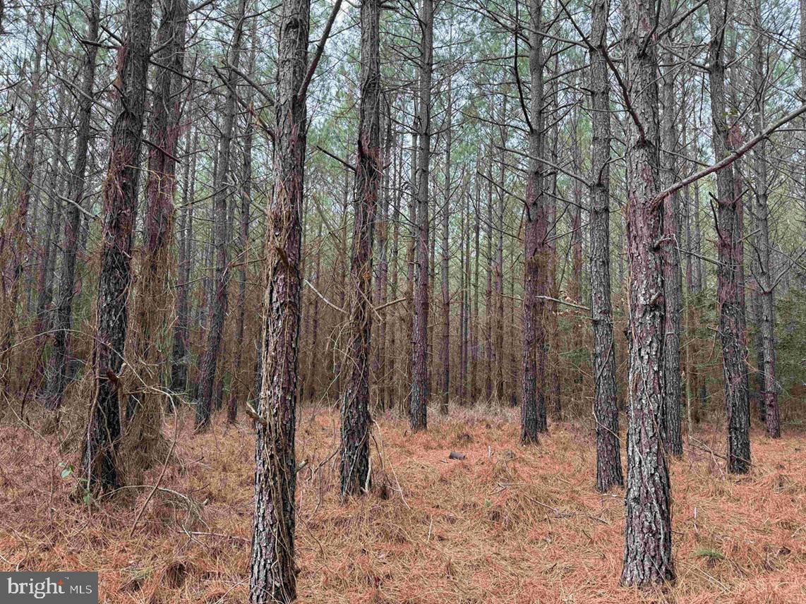 Pollards Lane St. Stephens Church, VA 23148 - Photo 6 of 19 a view of a forest
