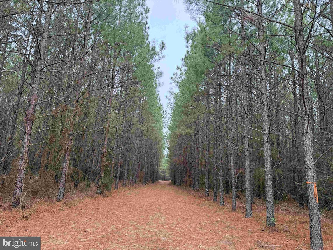 Pollards Lane St. Stephens Church, VA 23148 - Photo 7 of 19 a view of outdoor space and trees