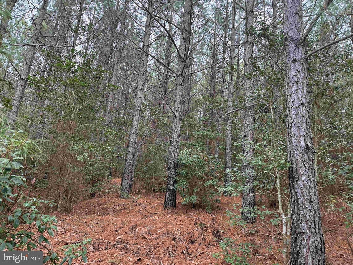 Pollards Lane St. Stephens Church, VA 23148 - Photo 8 of 19 a view of a forest with trees in the background