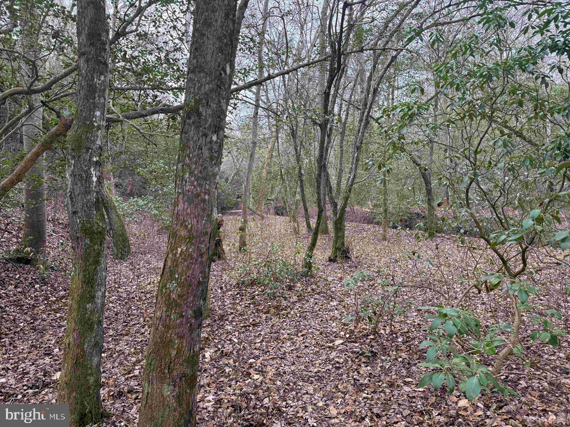 Pollards Lane St. Stephens Church, VA 23148 - Photo 9 of 19 a view of a forest