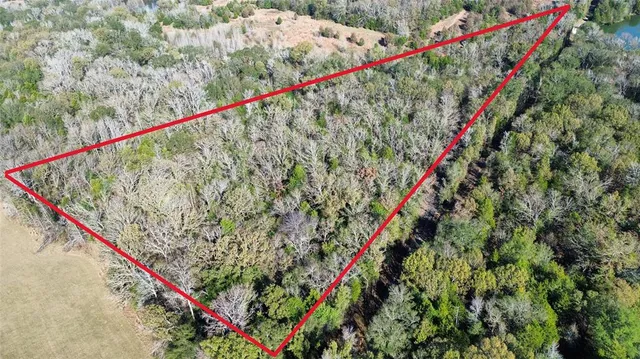 a close up of a tree with a plant