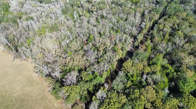 a view of a lush green forest