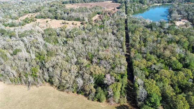 a view of a forest that has a tree