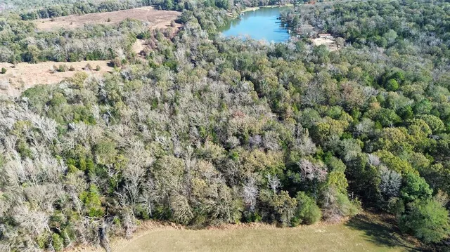 a view of a forest that has a tree