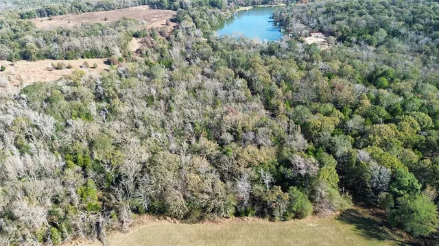 a view of a forest that has a tree