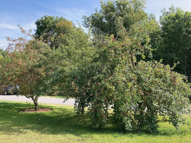 $249,000 | 651 West Forest Street, Edmore, MI 48829