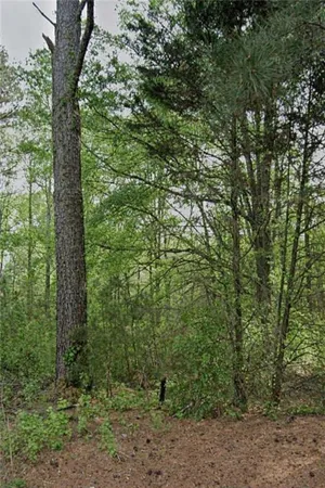 a view of a forest with trees in the background