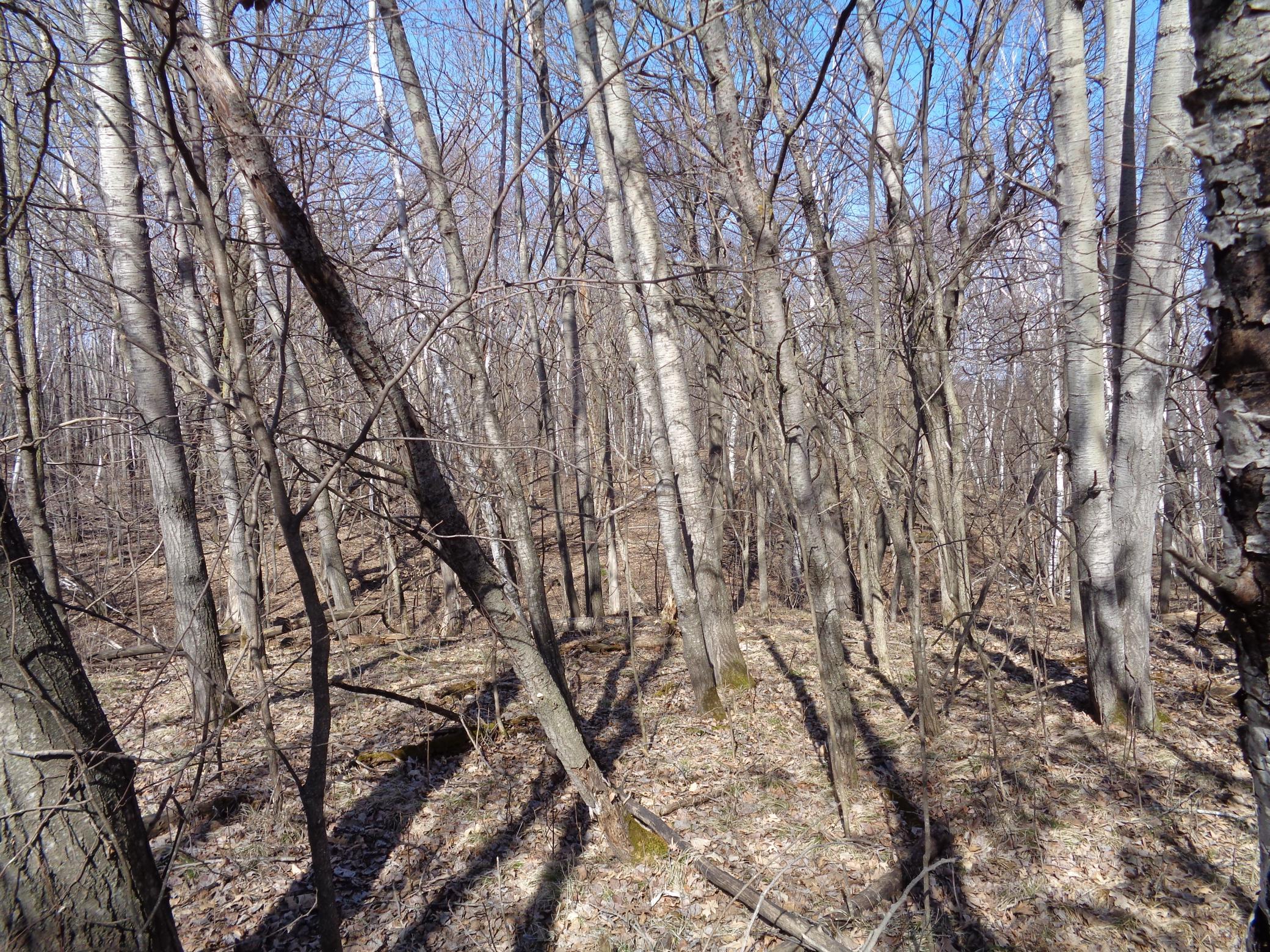 2115 210th Street Centuria, WI 54824 - Photo 34 of 40