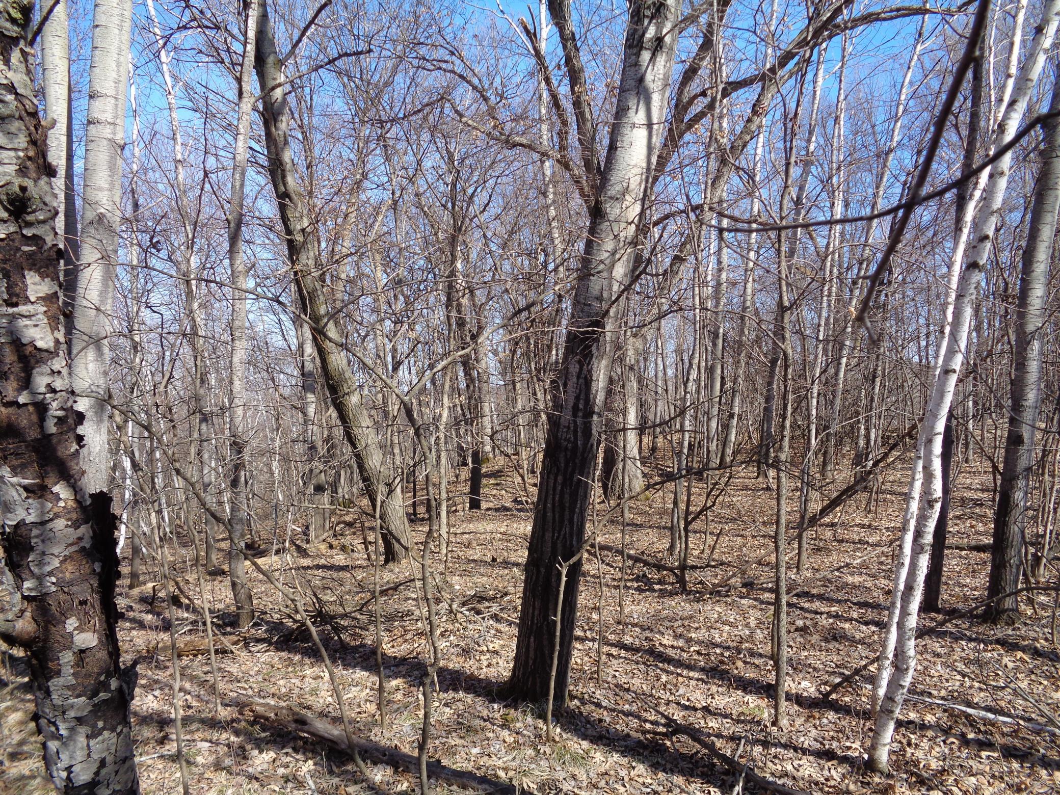 2115 210th Street Centuria, WI 54824 - Photo 35 of 40