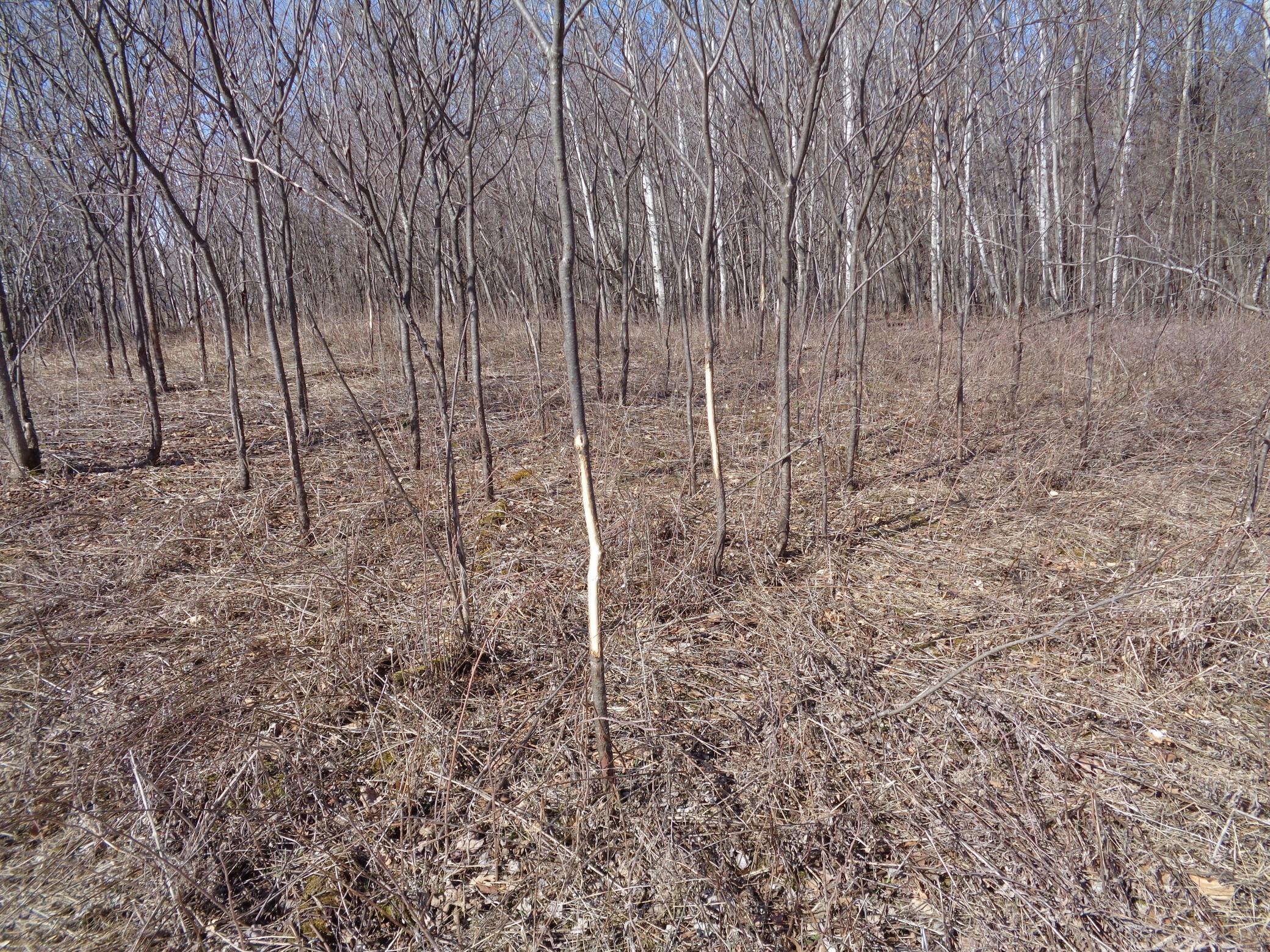 2115 210th Street Centuria, WI 54824 - Photo 36 of 40