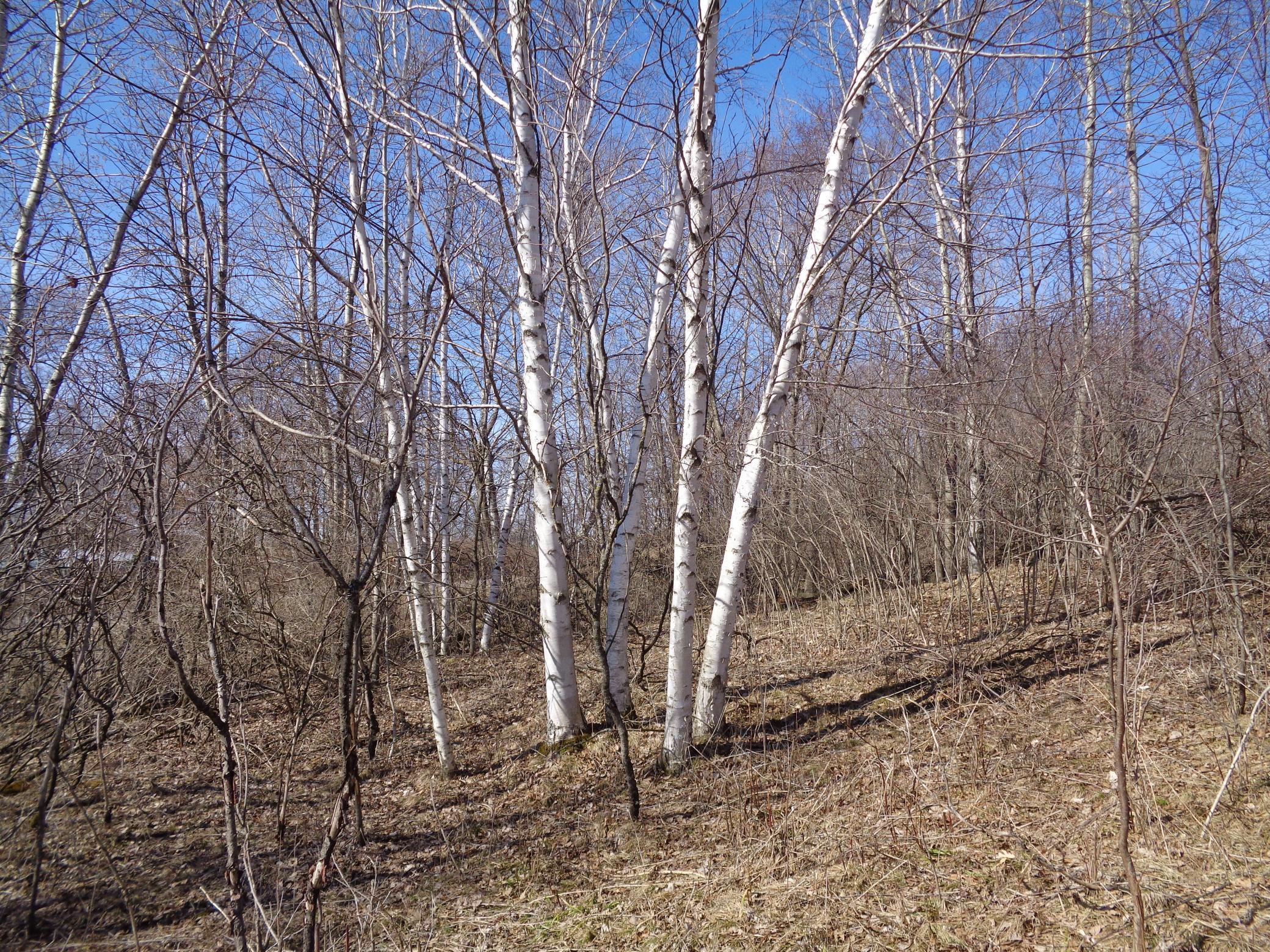 2115 210th Street Centuria, WI 54824 - Photo 39 of 40