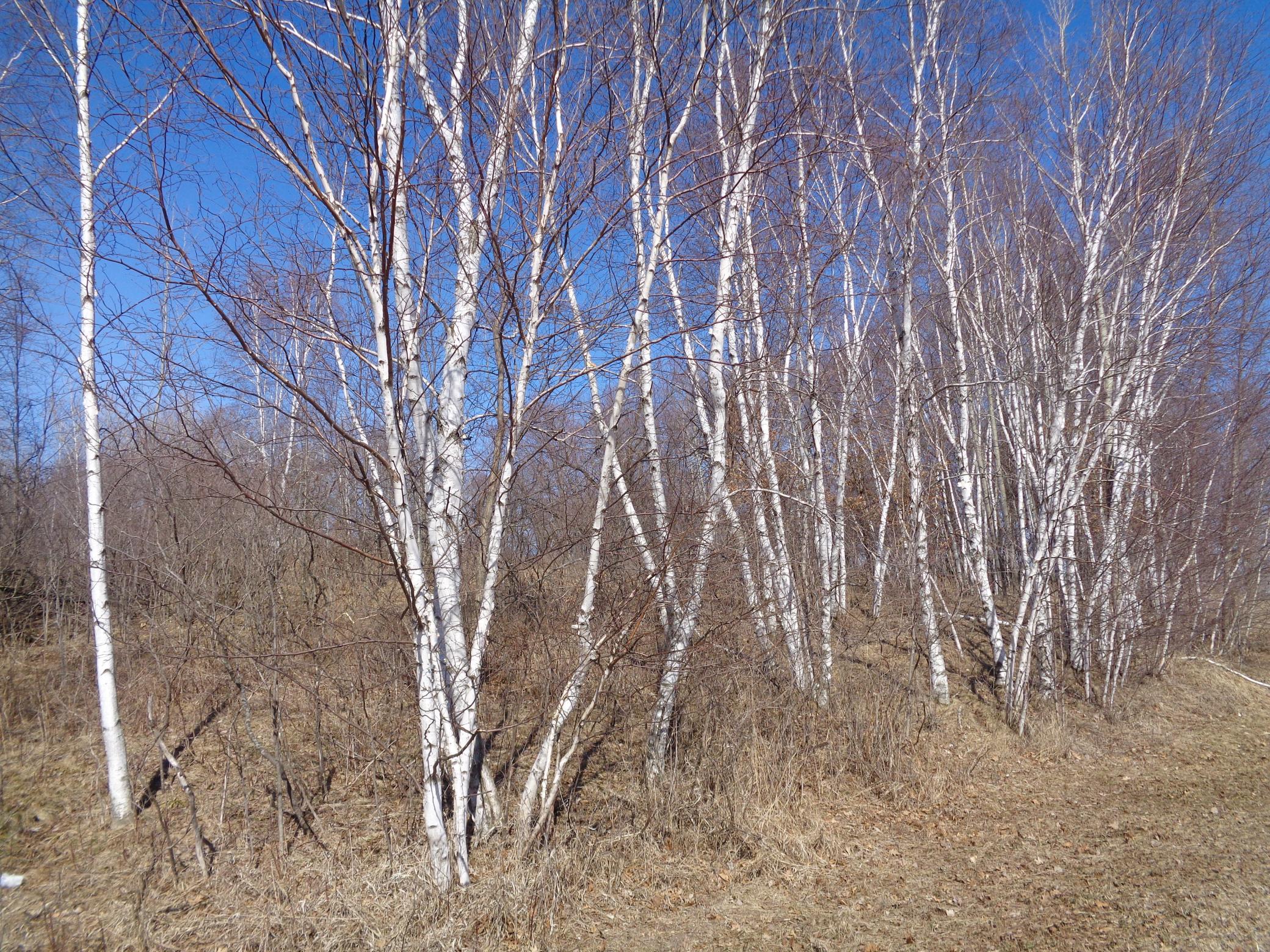 2115 210th Street Centuria, WI 54824 - Photo 40 of 40