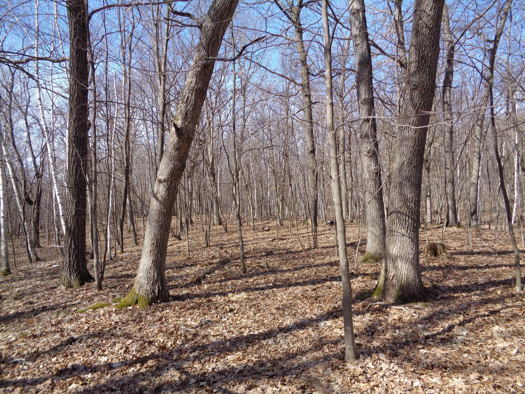 2115 210th Street Centuria, WI 54824 - Photo 9 of 40