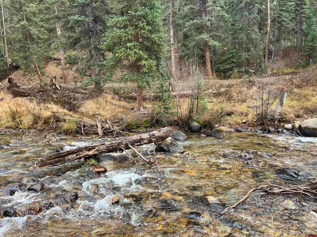a view of a forest with trees
