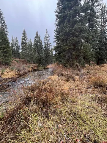 a view of a forest with trees in the background