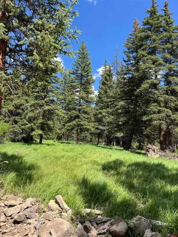 a view of a yard with plants and large trees