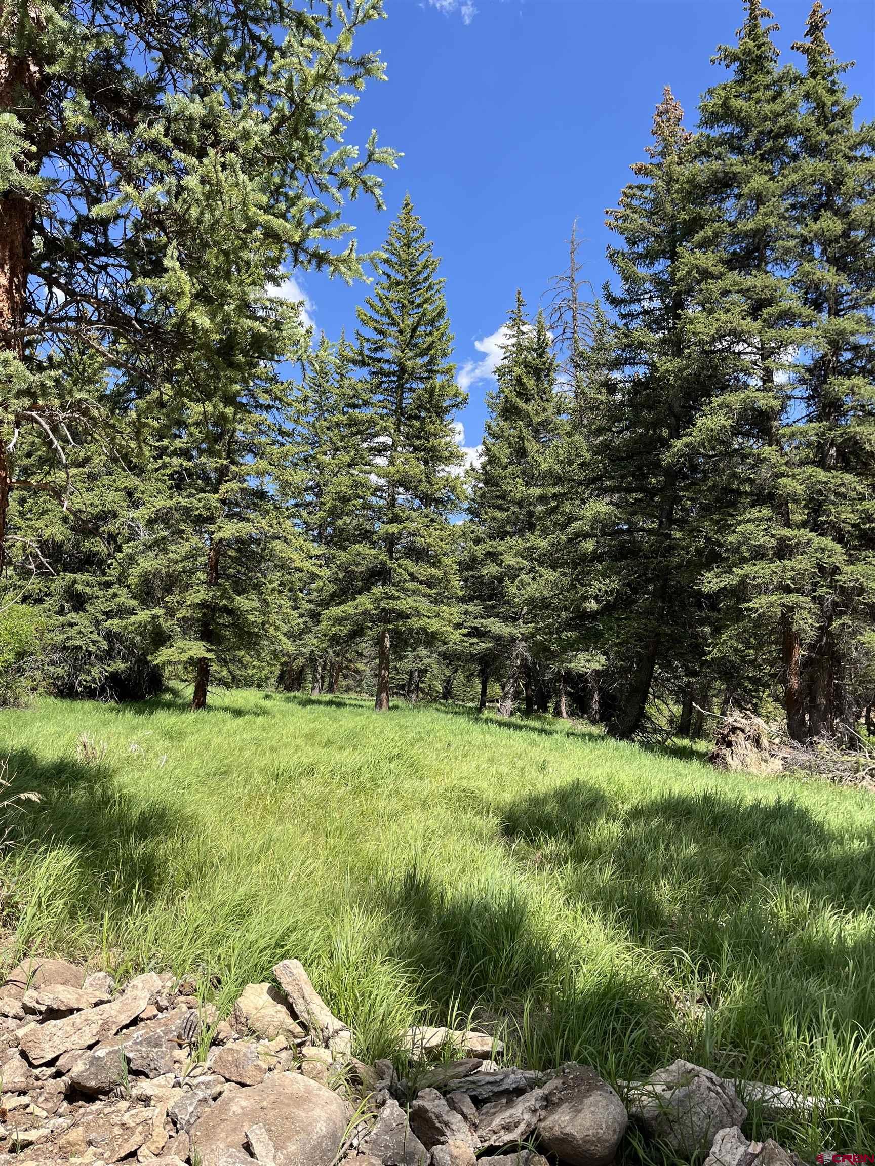 Tbd 11th Street Pitkin, CO 81241 - Photo 6 of 14 a view of a yard with plants and large trees