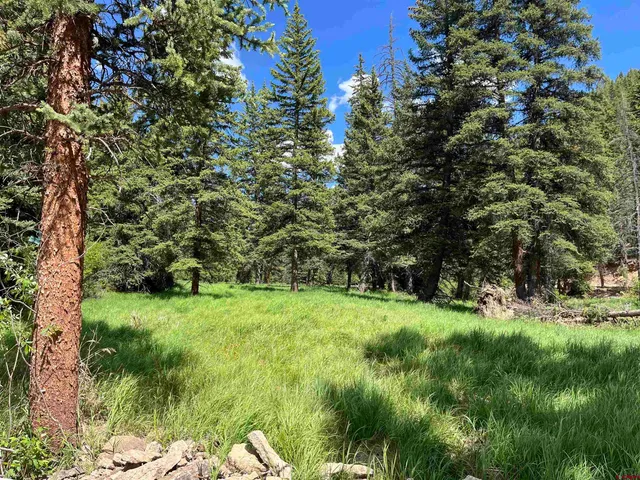 a view of a lush green space
