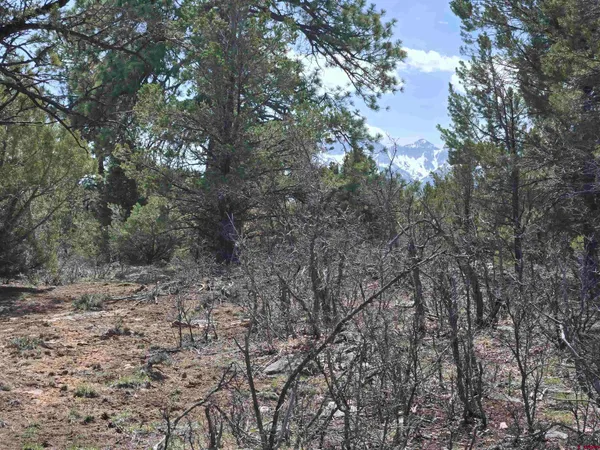 a view of a dry yard with large trees