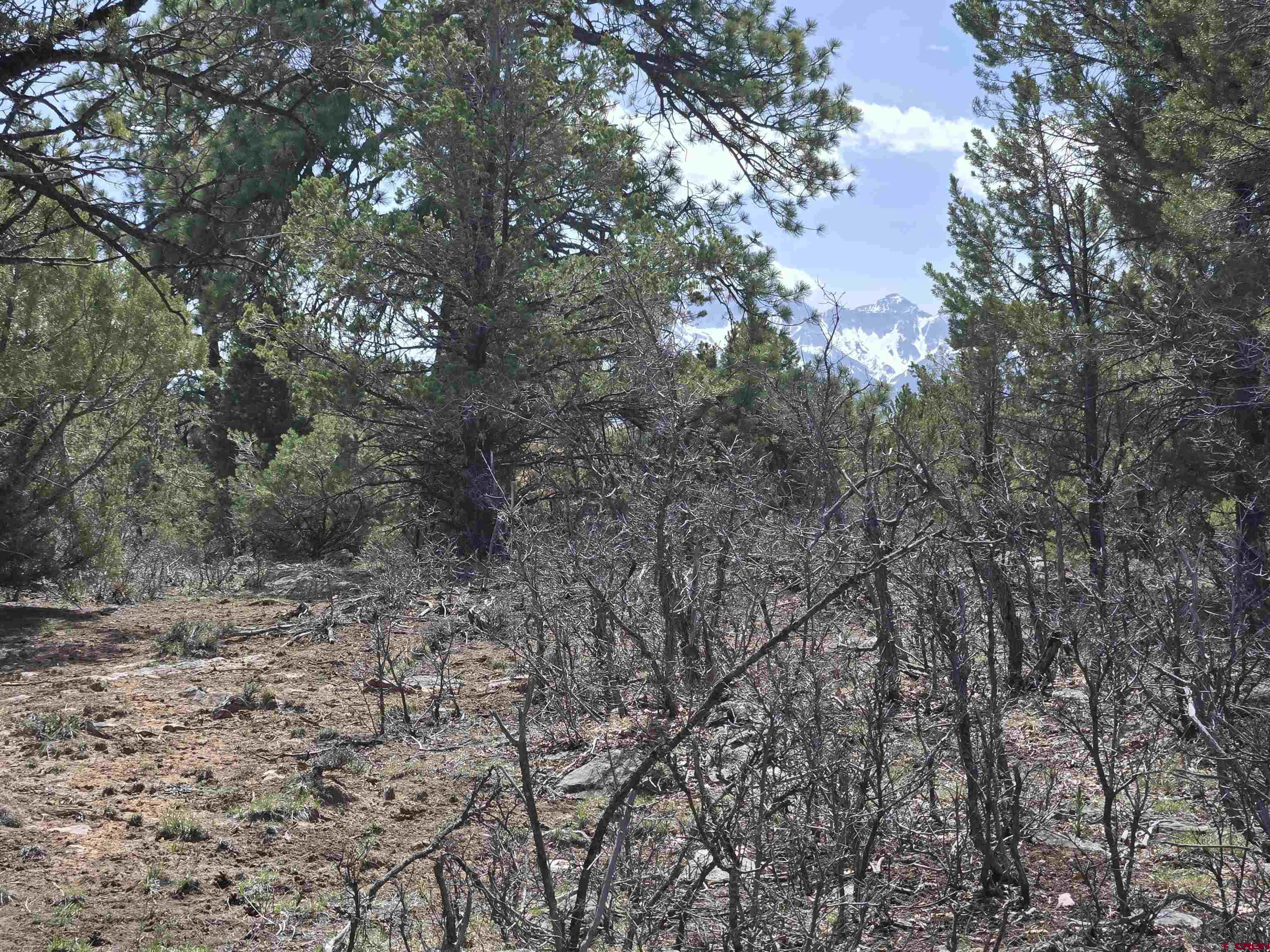 Tbd Cottontail Lane Ridgway, CO 81432 - Photo 1 of 6 a view of a dry yard with large trees