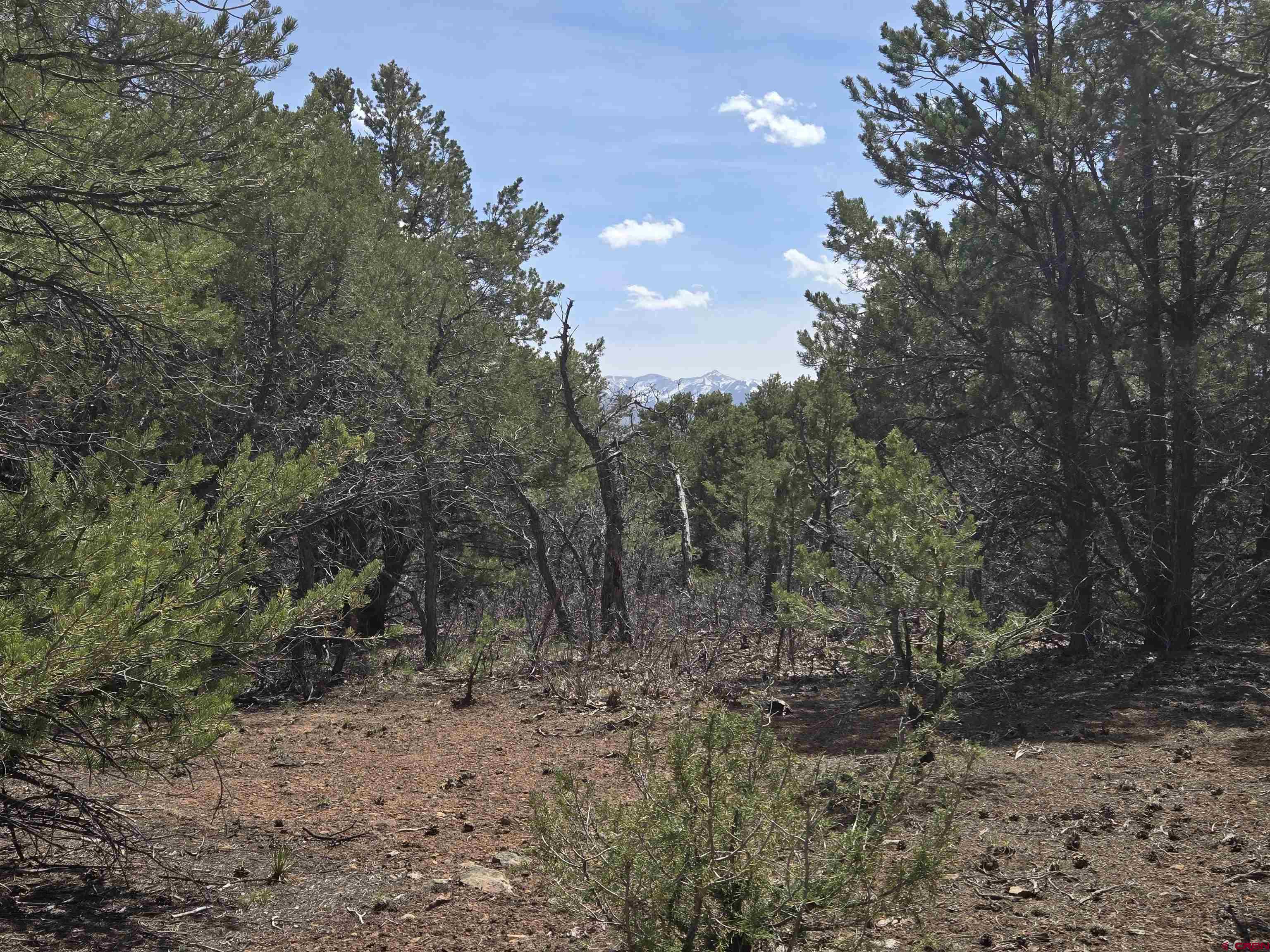 Tbd Cottontail Lane Ridgway, CO 81432 - Photo 2 of 6 a view of a forest with trees in the background