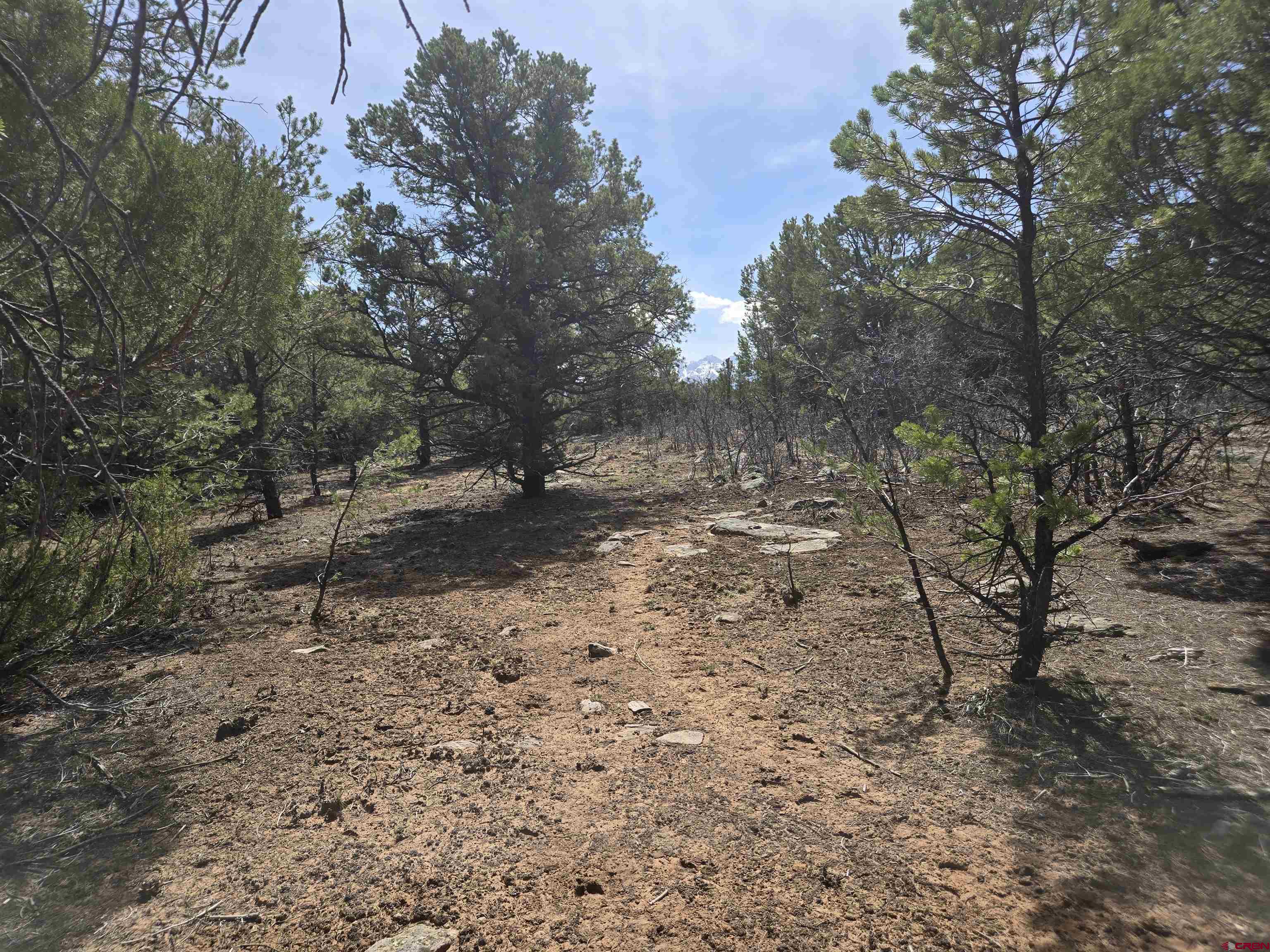 Tbd Cottontail Lane Ridgway, CO 81432 - Photo 5 of 13 a view of a yard with lots of trees