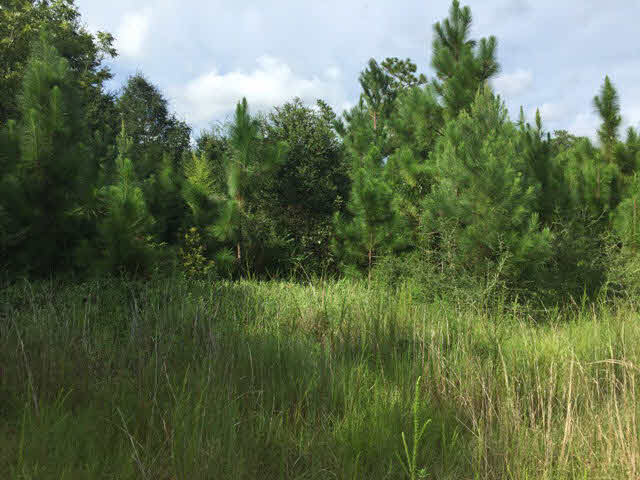 10245 Rte Road Lillian, AL 36549 - Photo 2 of 5