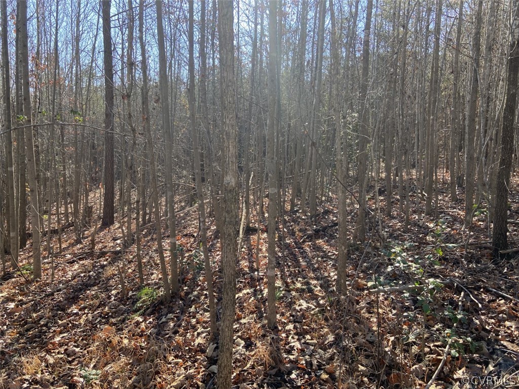 0 Sheppard Town Road Maidens, VA 23102 - Photo 3 of 4 a view of lots of trees