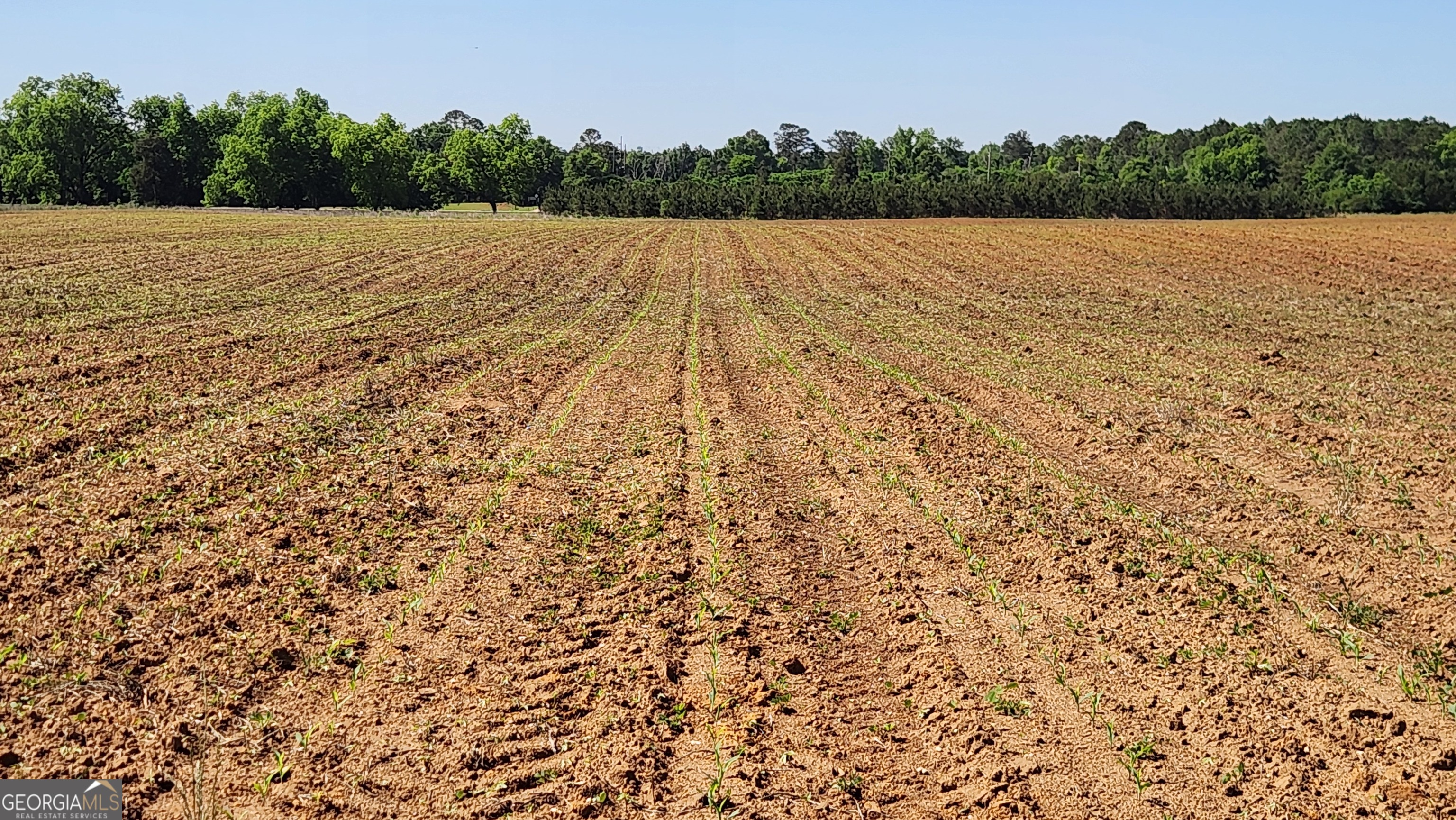 246 Melton Mill Road Dawson, GA 39842 - Photo 12 of 78