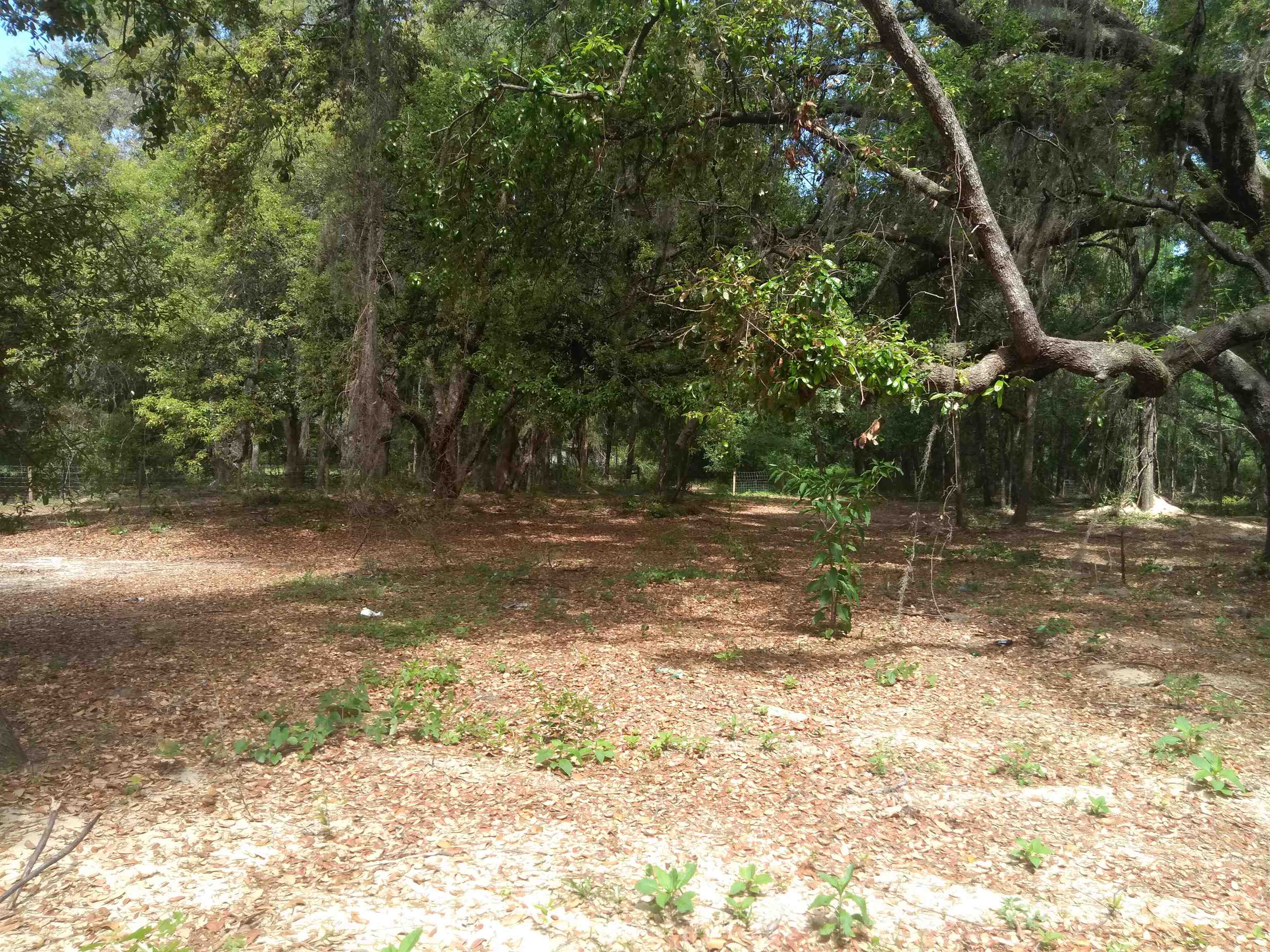 106 Putnam Loop Road Melrose, FL 32666 - Photo 25 of 28 a view of a yard with plants and trees