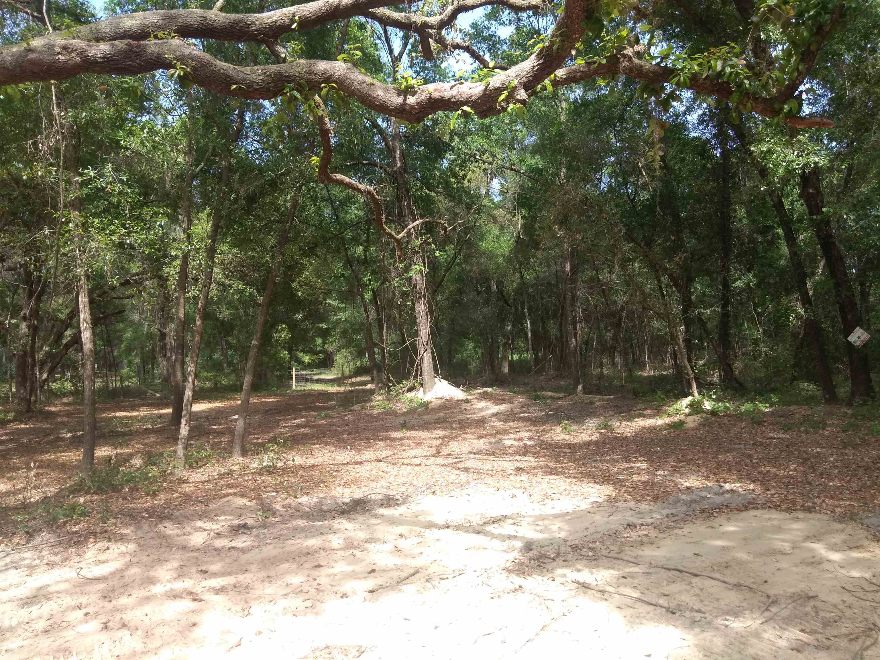 106 Putnam Loop Road Melrose, FL 32666 - Photo 27 of 28 a view of a yard with a tree