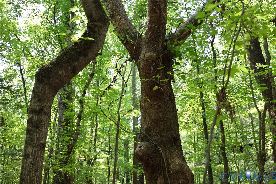 0 Bellevue Road Halifax, VA 24558 - Photo 11 of 12 a view of a yard