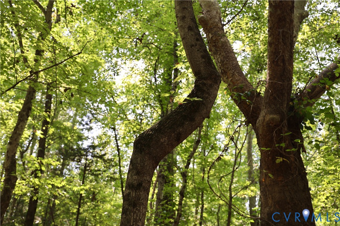 0 Bellevue Road Halifax, VA 24558 - Photo 3 of 12 a yard with tall trees