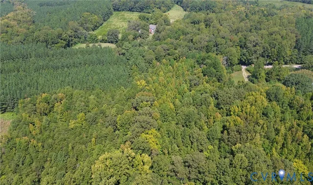 a view of a big yard with plants and large trees