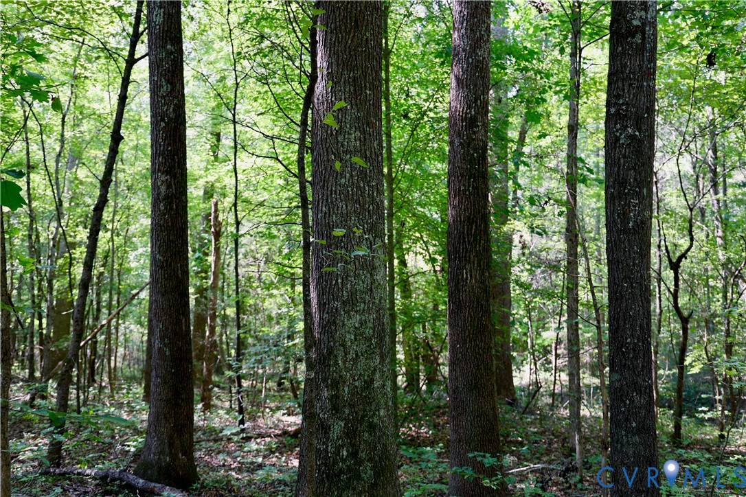 0 Bellevue Road Halifax, VA 24558 - Photo 7 of 12 a view of forest
