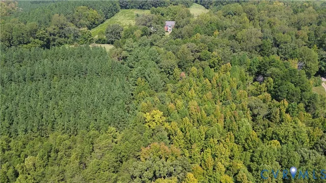 a view of a big yard with plants and large trees