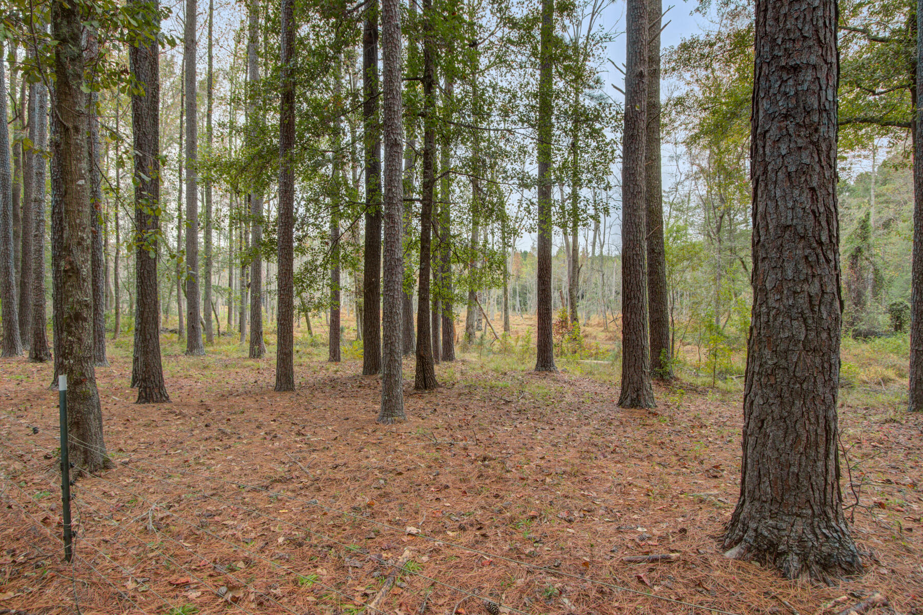 279 Limestone Road Orangeburg, SC 29118 - Photo 22 of 51 Gallery Image 22