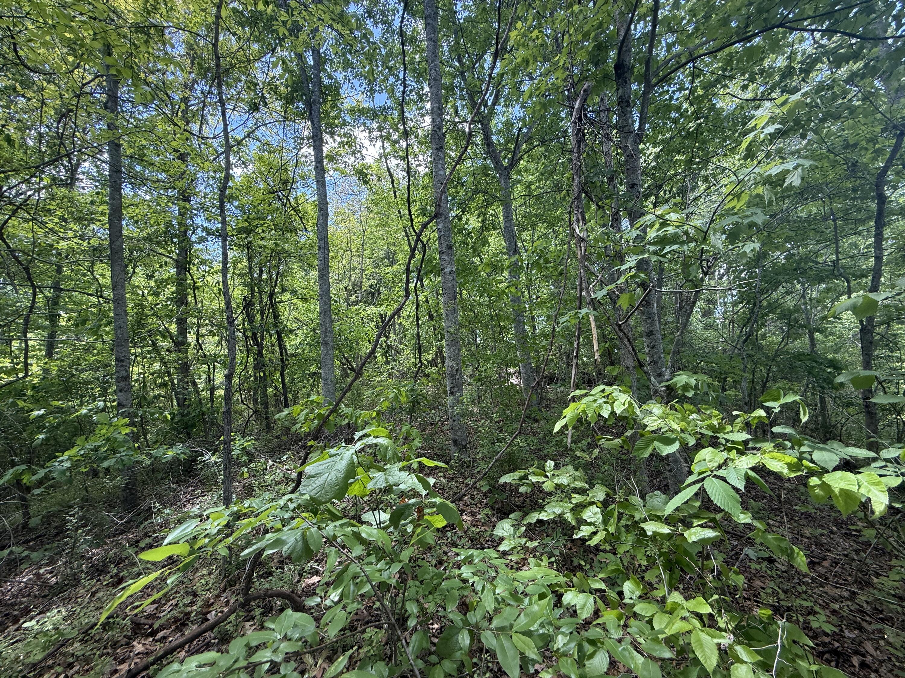9999 Chestnut Flat Road McKee, KY 40447 - Photo 5 of 16 IMG_9181